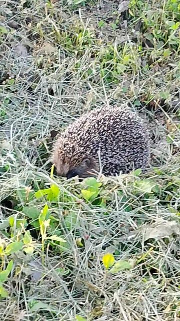 ëжик 🦔