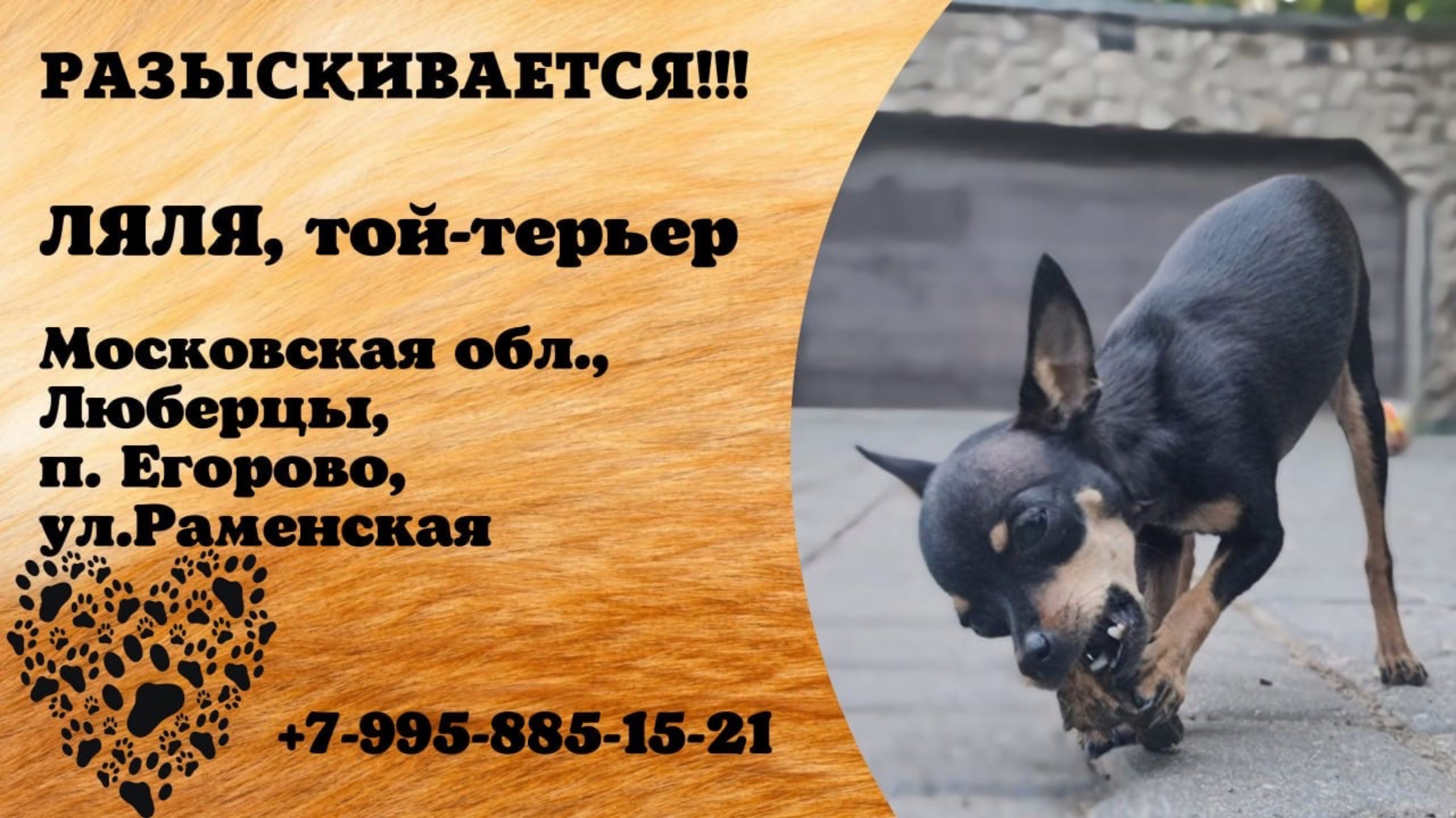 Пропала собака! ЛЯЛЯ, той-терьер. Московская обл., Люберцы, п.Егорово.