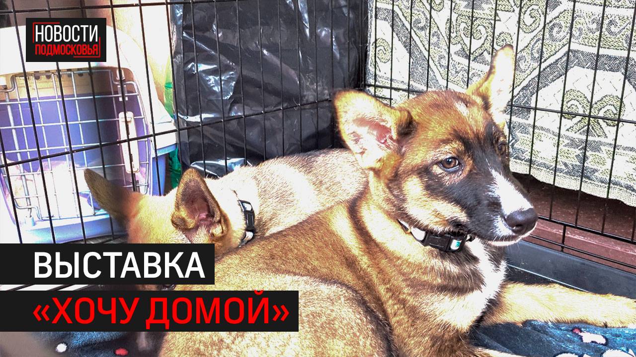 Подмосковные волонтёры пристраивают собак и кошек с непростой судьбой // 360 Одинцово