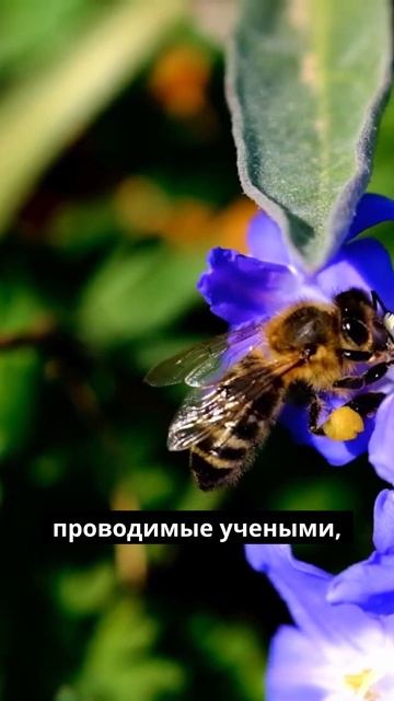 Пчёлы и математика