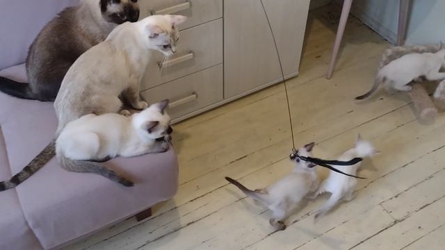 Хорошая игрушка для котиков