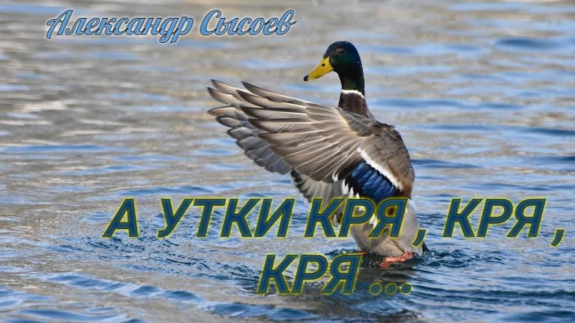 Александр Сысоев  А  УТКИ  КРЯ , КРЯ, КРЯ...