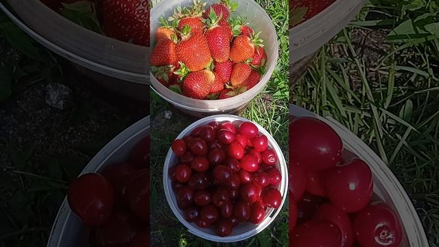 Своя черешня и клубника