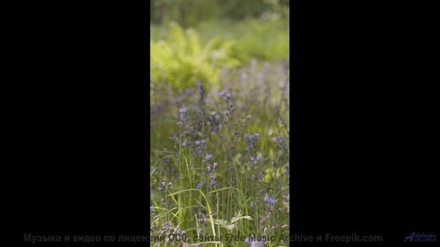 Этот лес СКРЫВАЕТ страшную тайну! - So My Love - Instrumental -- Anthem of Rain -- Freedom
