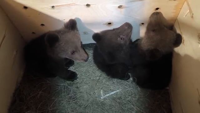 Эти малыши не знают, что стали знаменитостями! 💫