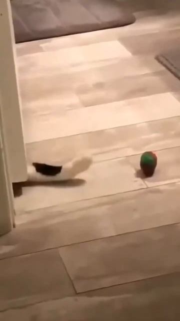 Милый котик усложняет себе задачу 🐈❤️😘