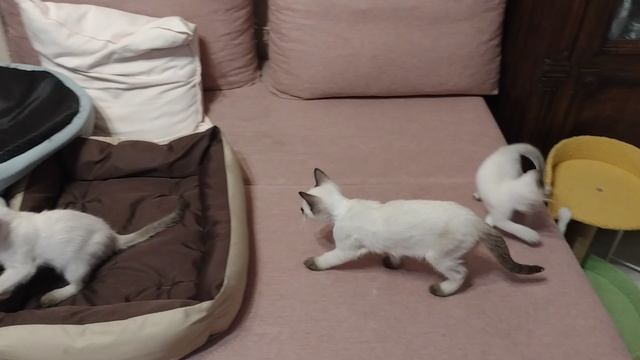 Кошки и котята помогают в разборках вещей