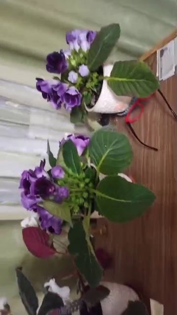 Красотища на передержке Наташи. Человек все успевает. Умница.
