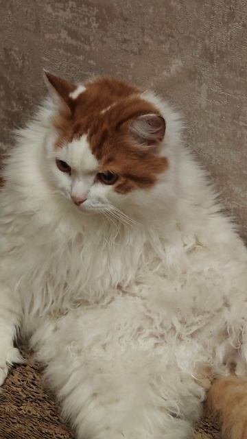 Тишка сидит отдыхает #домашниеживотные #cat #прикольныекоты