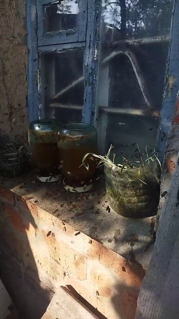 Сумасшедший взяток