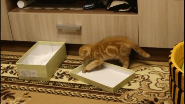 Котёнок Бася тренируется пробкой вместо мяча.