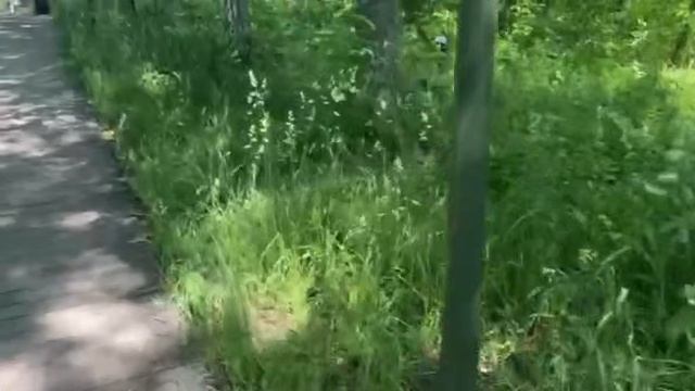 Солнечные Пятна: Танцующий Лес