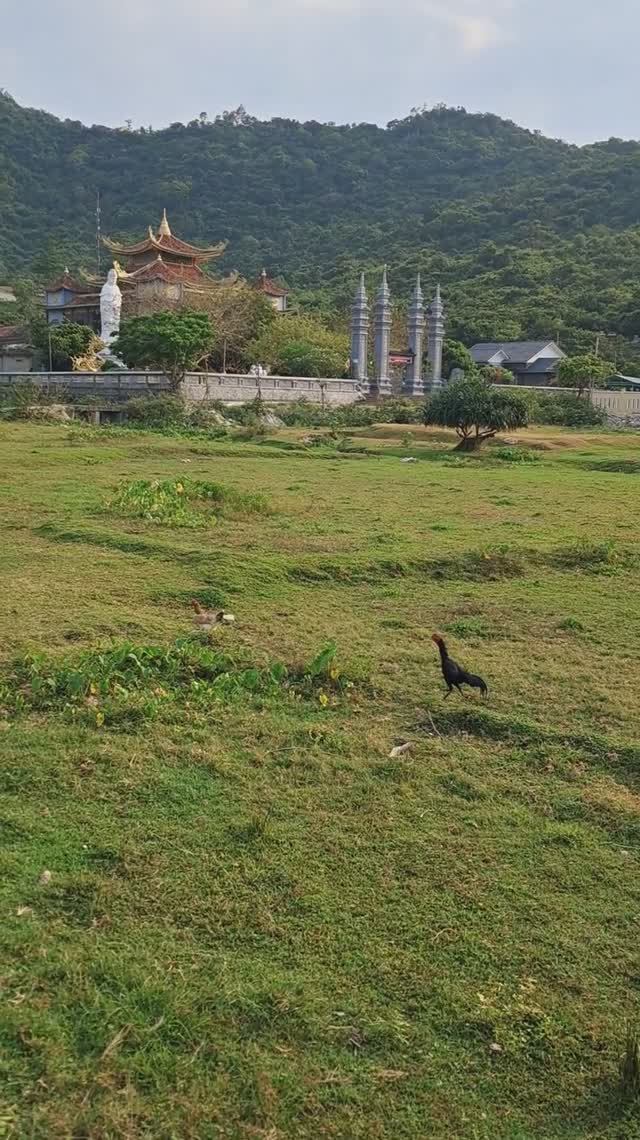 Курочки пасутся в прекрасной долине перед храмом, остров Чам. Вьетнам