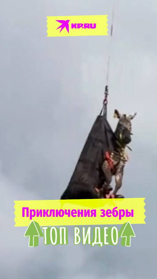 Приключения зебры