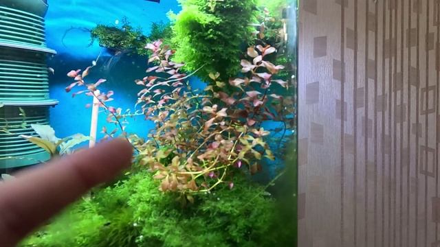 Креветки кристаллы. Добавил соли! Загубил всех кристаллов.