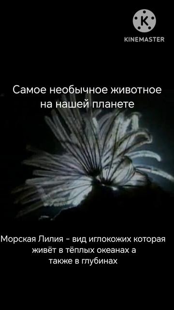 Самое необычное животное на нашей планете