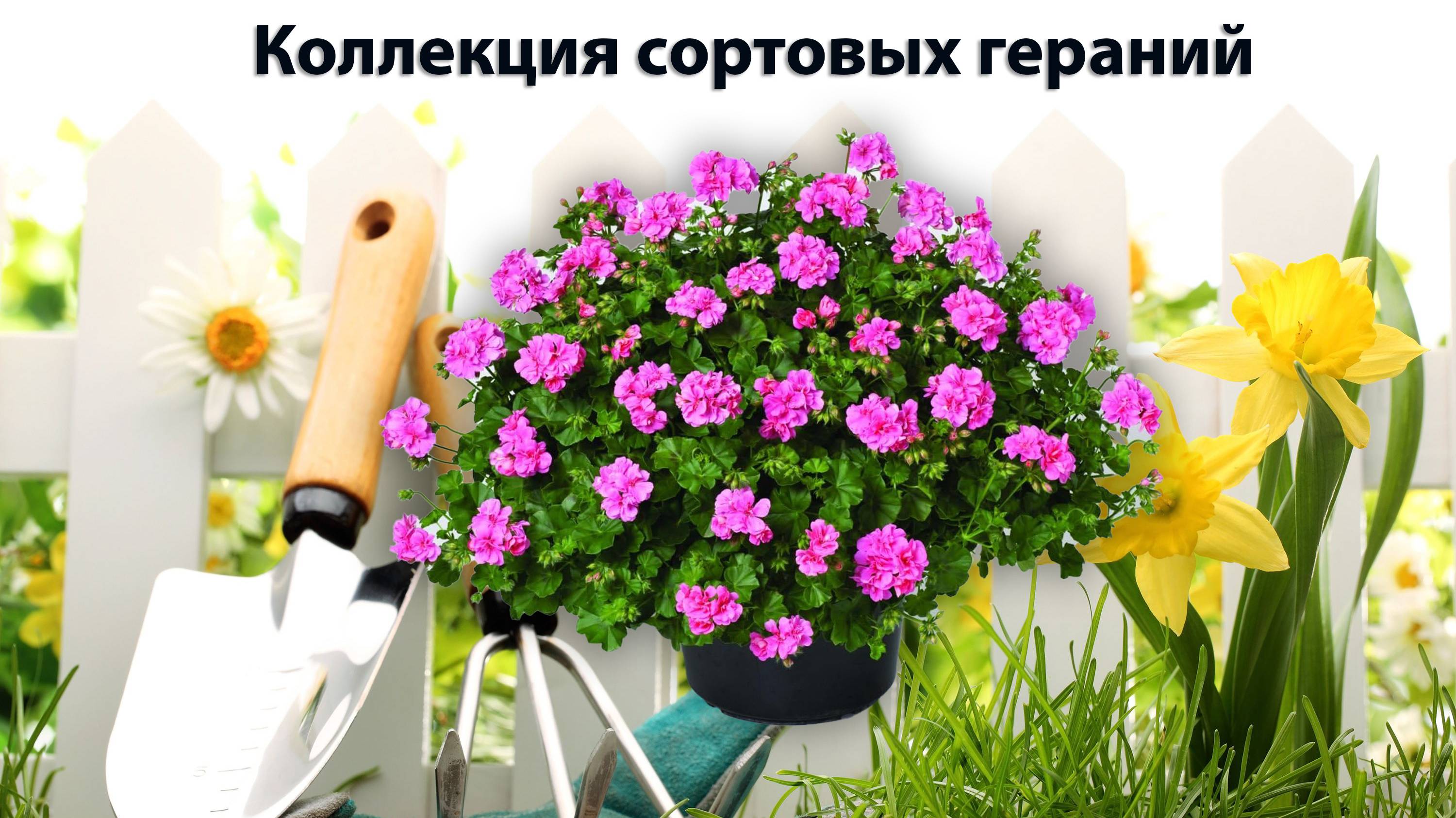 Коллекция сортовых гераний | Садовод со стажем