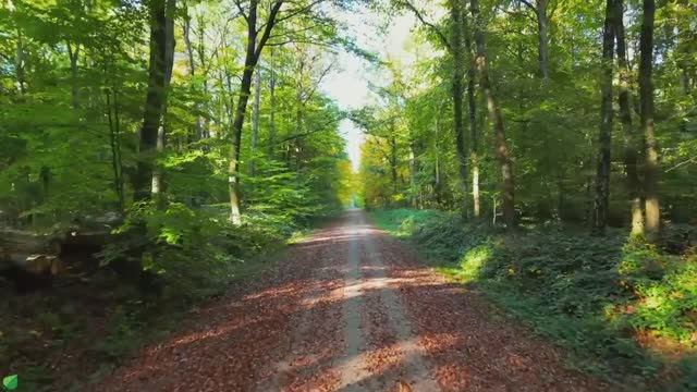 Музыка лечит сердце и сосуды 🌿 Успокаивает нервную систему и радует душу #5