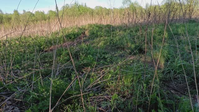 Лисёнок 2025г.