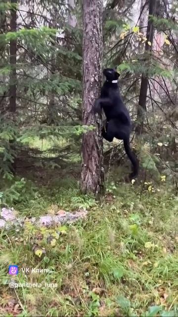 11504825_456242722.mp4