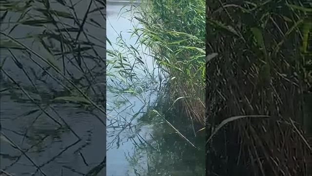 Голубые карьеры..