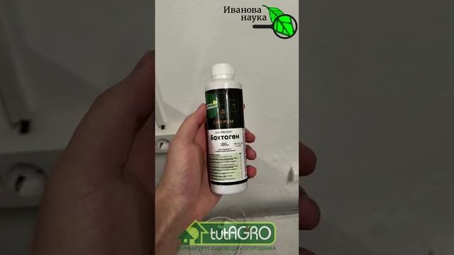 ПОДКОРМКА ТОМАТОВ В НАЧАЛЕ ЛЕТА. Даже опытные огородники подкармливают томаты сейчас НЕПРАВИЛЬНО!