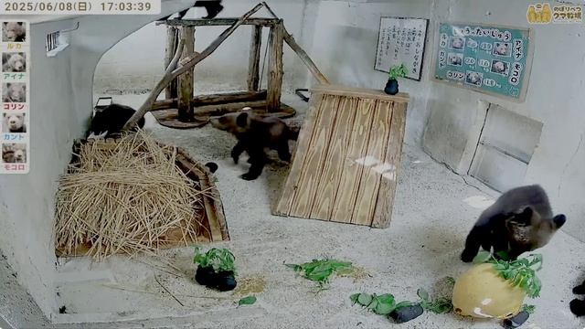 Шум закрывающей двери в детскую комнату очень пугает медвежат- Может это так задумано