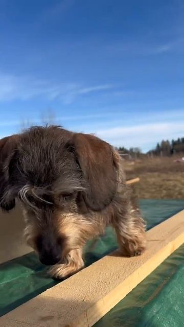 Собаки❤️🐕🐶