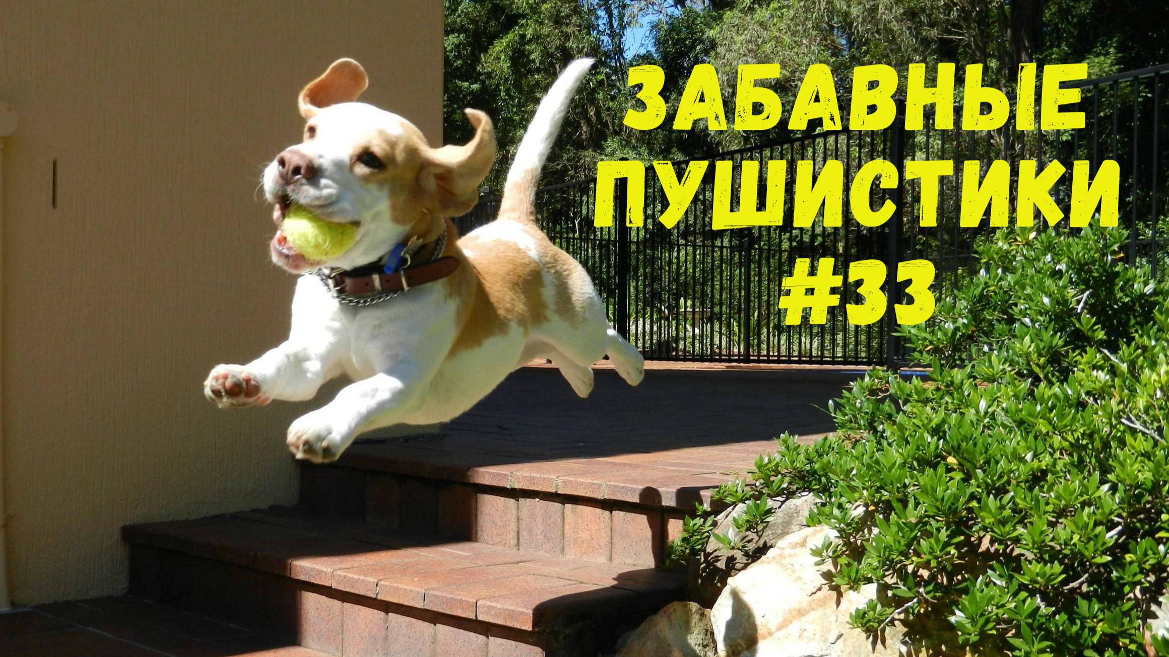 Я РЖАЛ ДО СЛЕЗ 😹 СМЕШНЫЕ КОШКИ И СОБАКИ  СМЕШНЫЕ ЖИВОТНЫЕ 2025 😹 ЛУЧШИЕ ПРИКОЛЫ #33
