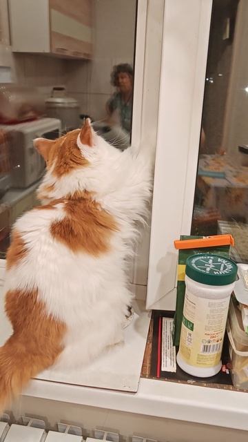 Тишка застрял #домашниеживотные #cat #прикольныекоты #кошки