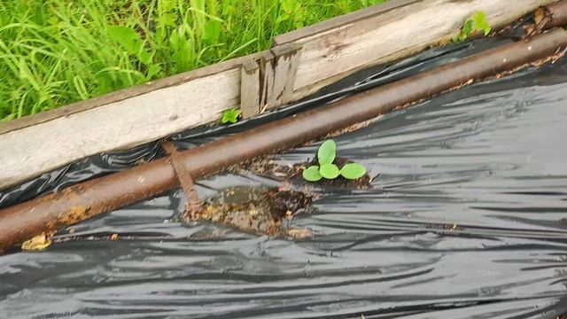 Кабачки в картонной грядке, 10 дней спустя.