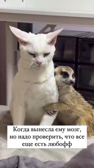 Вдруг разлюбил 😁😄😄