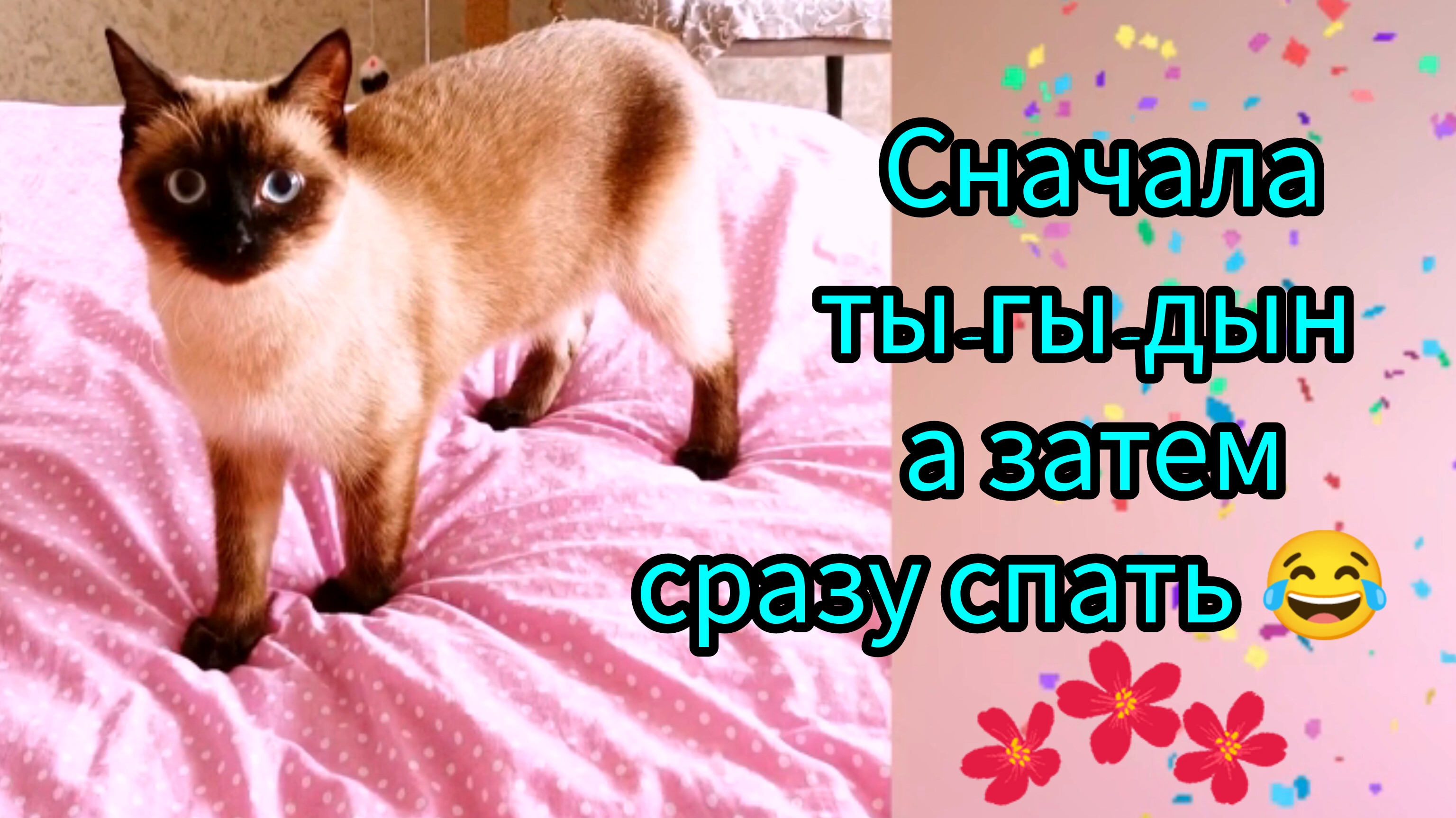 Кошка🐱Ладушка😂хулиганит 09-06-2025