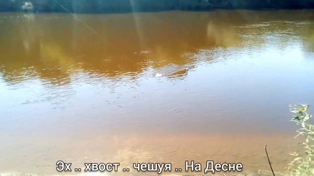 ЭХ  ХВОСТ .. ЧЕШУЯ .. НА ДЕСНЕ