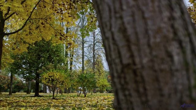 Включите и почувствуйте, как границы исчезают! - Swirl Me in Your Mind -- Ayla Nereo -- Play Me a Ti