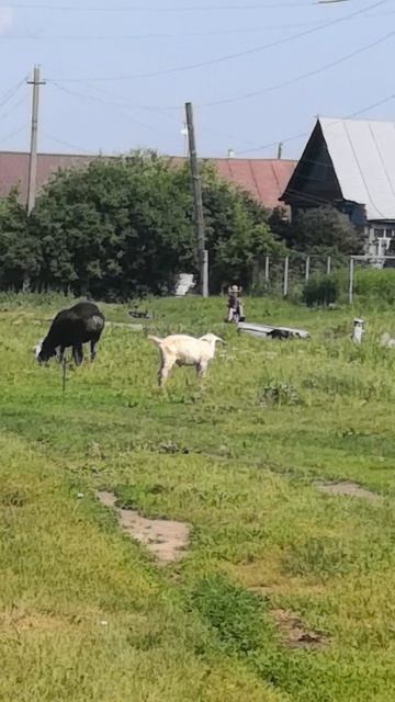 Ой ой