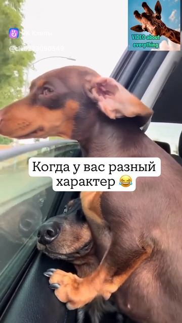 Собака смотрит в окно
