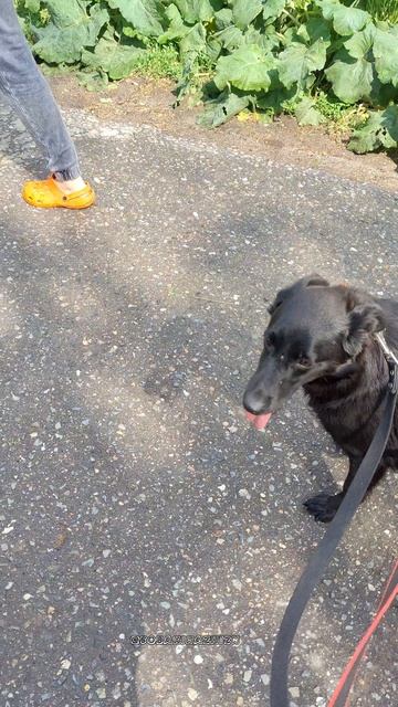 Мята в первый раз пошла гулять