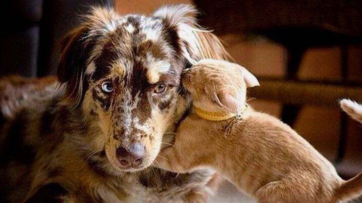 😼🐶 Эти животные не знают, что такое фильтры!