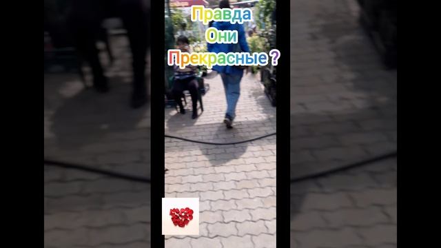 Хотела подарить один не смогла выбрать ушла одна ))