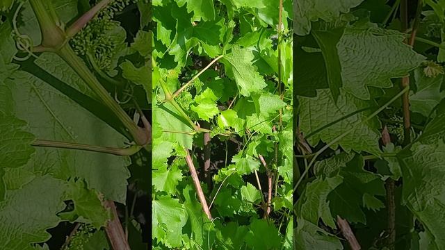 Виноград радует цветением