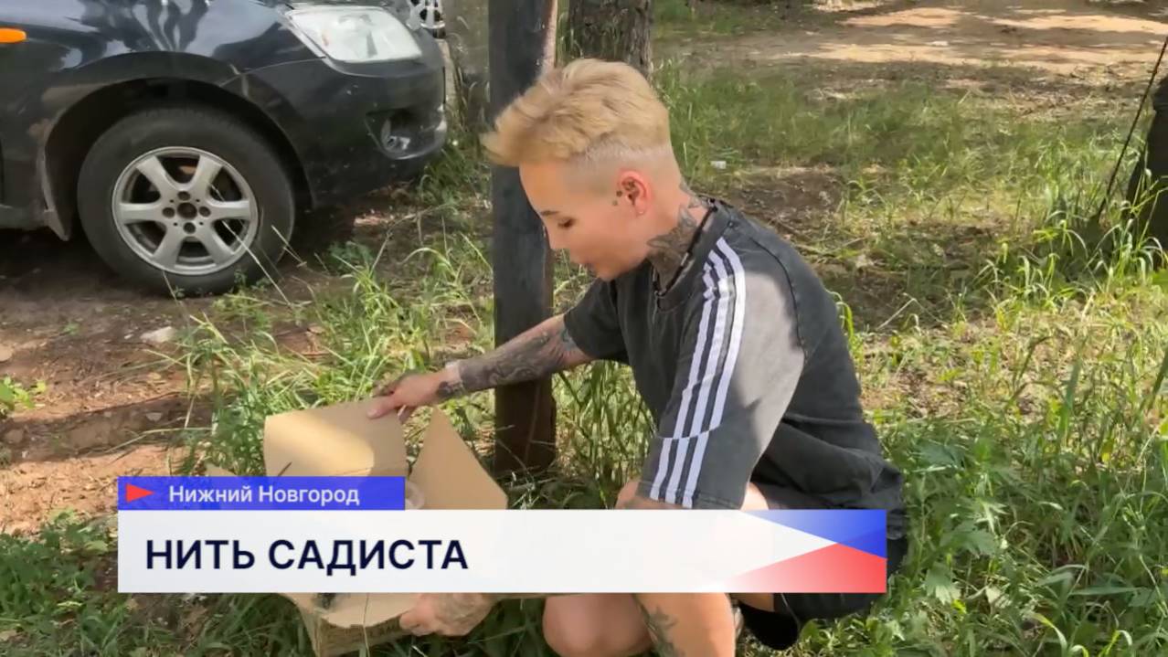 Зоозащитники обнаружили покалеченных котят