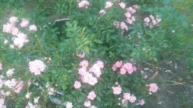 VID_20250603_195929