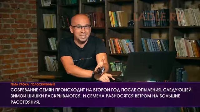 Голосеменные растения. Биология 6 класс. Размножение голосеменных растений. Класс Хвойные растения.