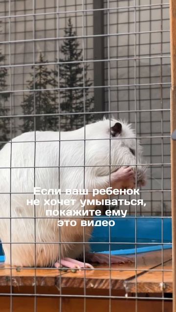 Если вам ребенок не хочет умываться, покажите ему это видео