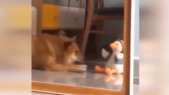 Приколы С Животными 121