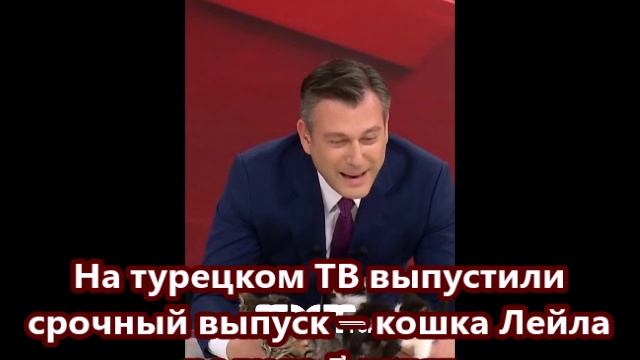 На турецком ТВ выпустили срочный выпуск — кошка Лейла родила 5 котят