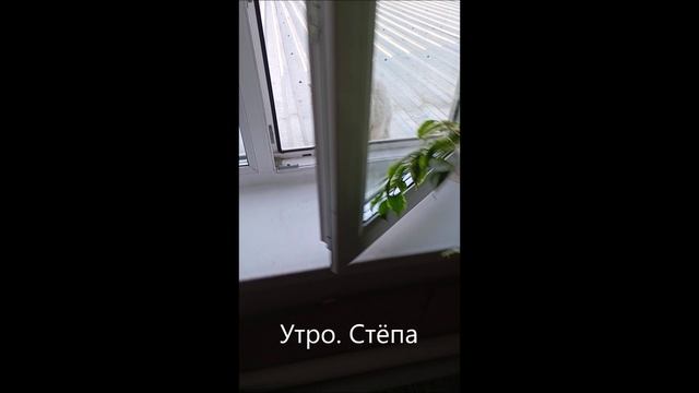 Кот. Степа