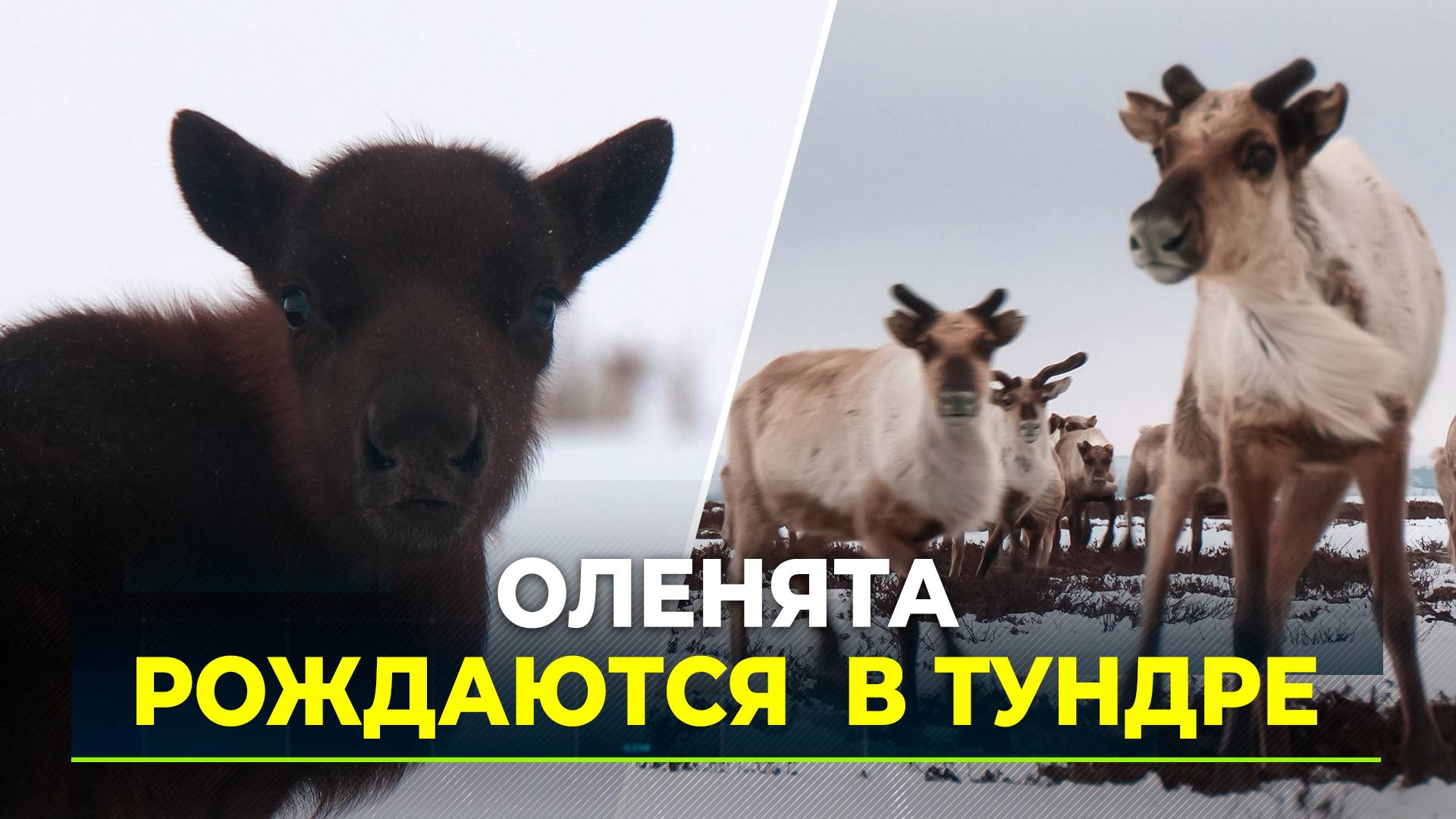 На Ямале продолжается массовый отёл оленей