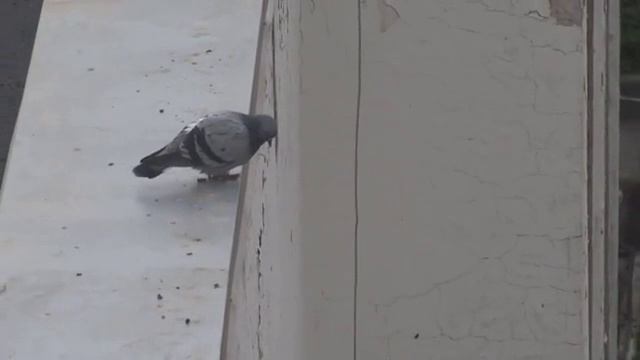 Голубь Спрыгнул Грусть Безысходность